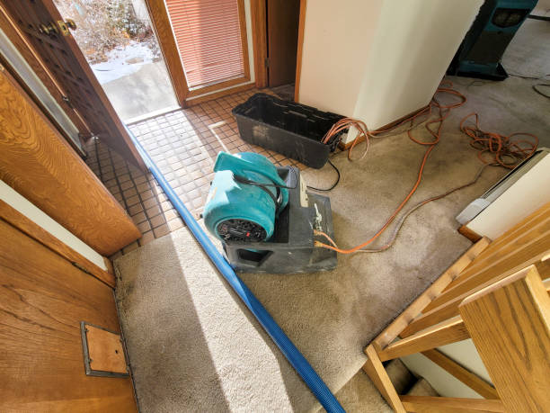 Best Mold removal after water damage  in Scenic Oaks, TX